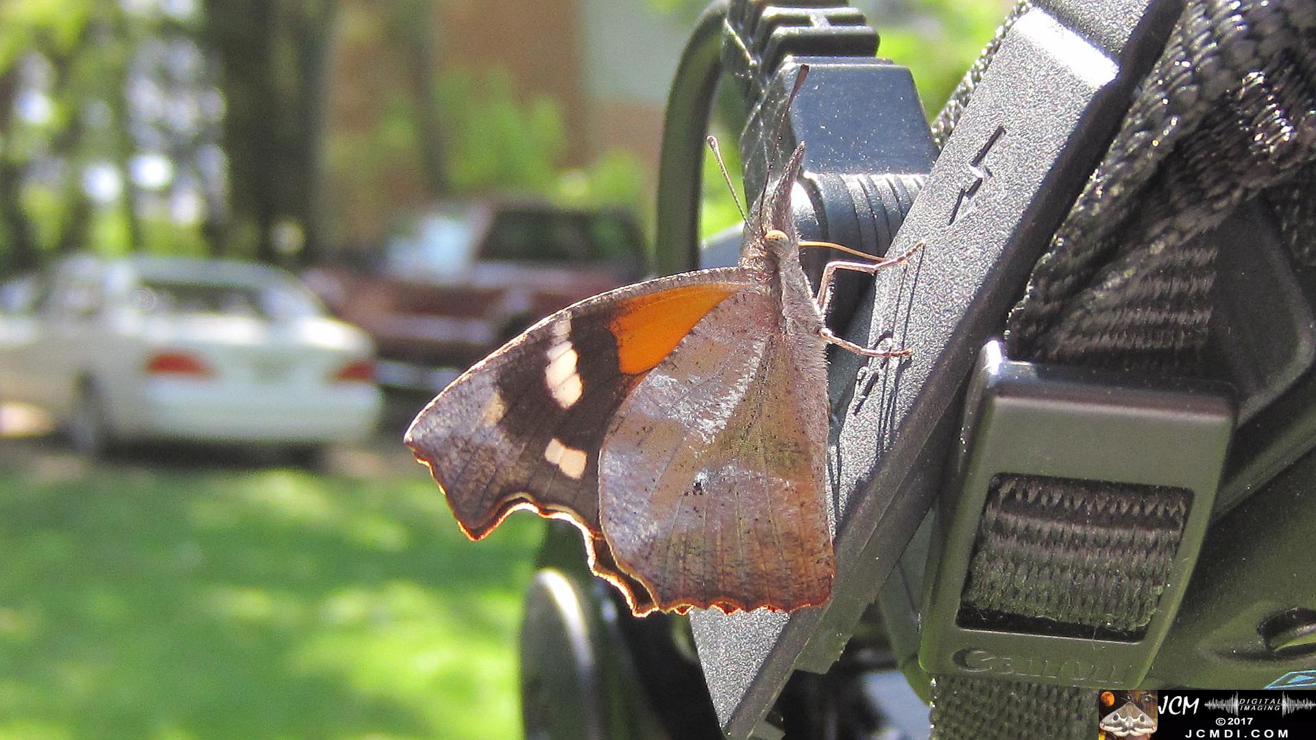 Snout Butterfly close-up